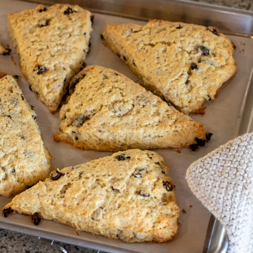 Golden brown sourdough discard scones with raisins cooling on a parchment-lined baking sheet