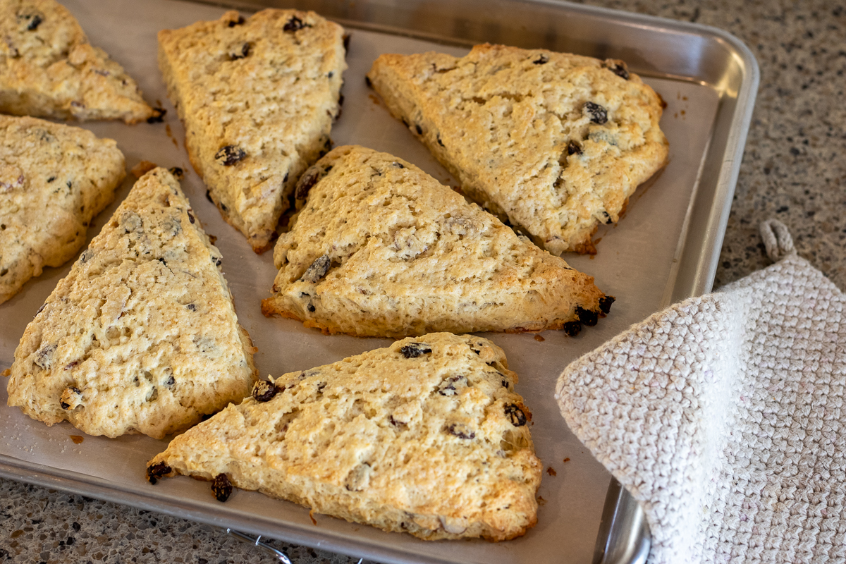 Golden brown sourdough discard scones with raisins cooling on a parchment-lined baking sheet
