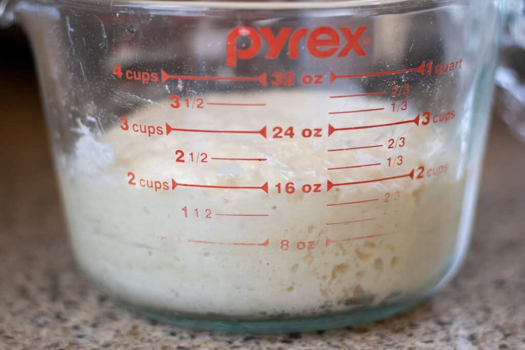 Sweet stiff sourdough starter doubled in size in a glass measuring cup, showing visible bubbles and rise after fermentation.